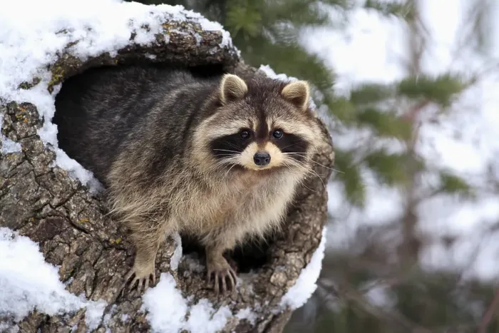 Framed Print : Raccoon (Procyon lotor), snow, den