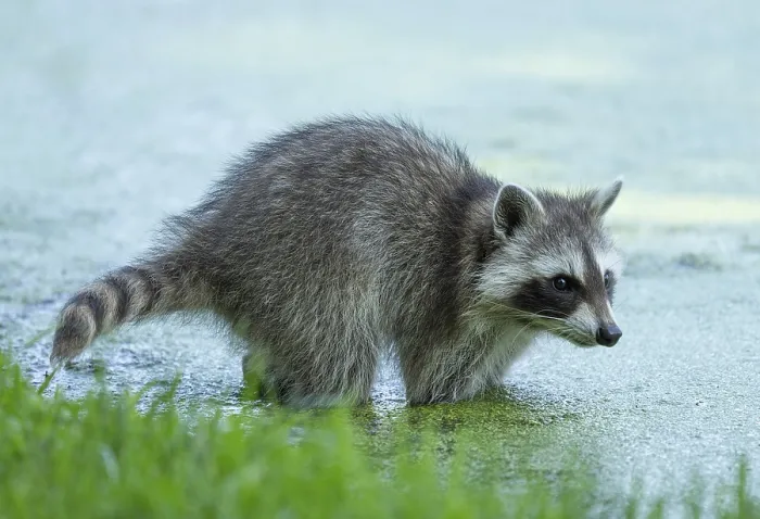 Framed Print : Raccoon (Procyon lotor) standing in water Framed Print : Raccoon (Procyon lotor) standing in water