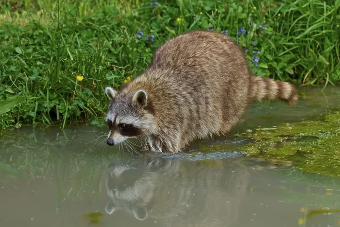 Framed Print : A raccoon (Procyon lotor) stands in the water and is reflected