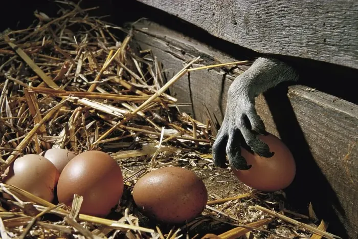 Framed Print : Raccoon (Procyon lotor) steals chicken eggs