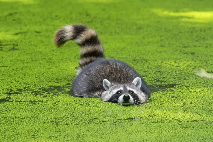 Framed Print : Raccoon (Procyon lotor) swims in a pond
