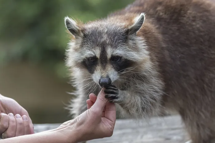 Framed Print : One Raccoon, procyon lotor, taking food out of a tourists hand