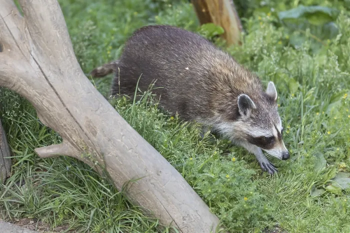Framed Print : One Raccoon, procyon lotor, walking between logs on green grass