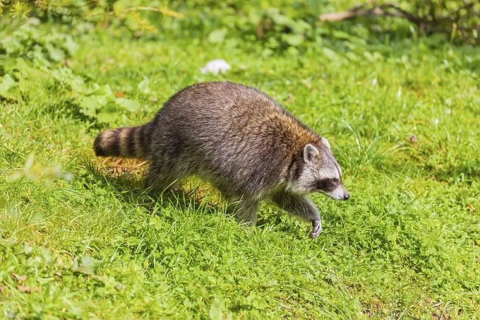 Framed Print : One Raccoon, Procyon lotor, walks over a green meadow