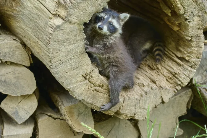 Framed Print : Raccoon (Procyon lotor), in woodpile