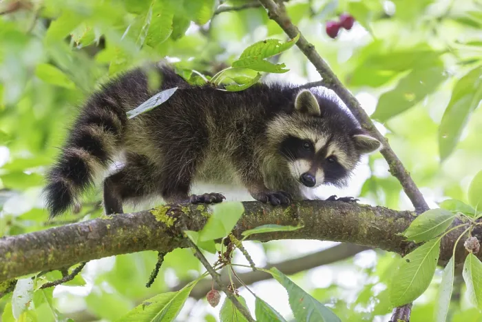 Framed Print : Raccoon (Procyon lotor), young cub in a cherry tree