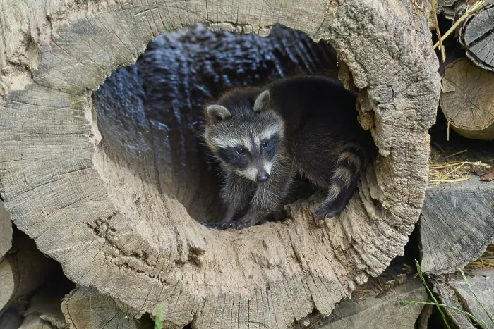 Framed Print : Raccoon (Procyon lotor), young on woodpile