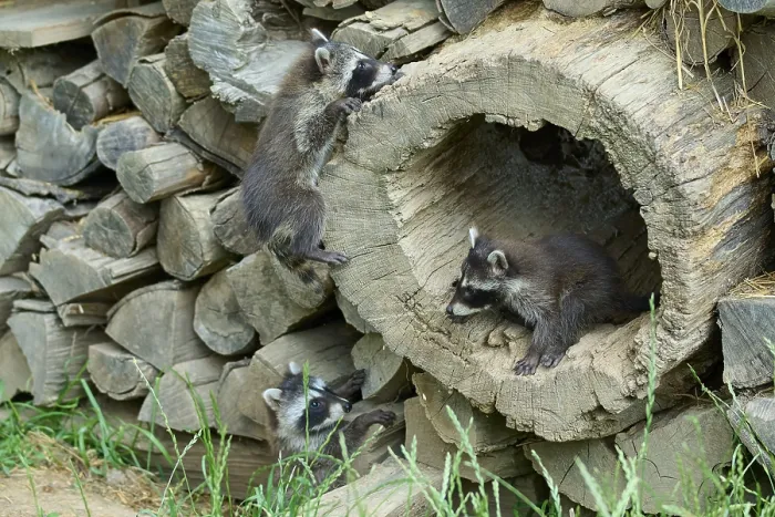 Framed Print : Raccoon (Procyon lotor), three young in woodpile