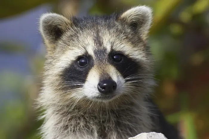 Framed Print : Raccoon, raccoons (Procyon lotor)