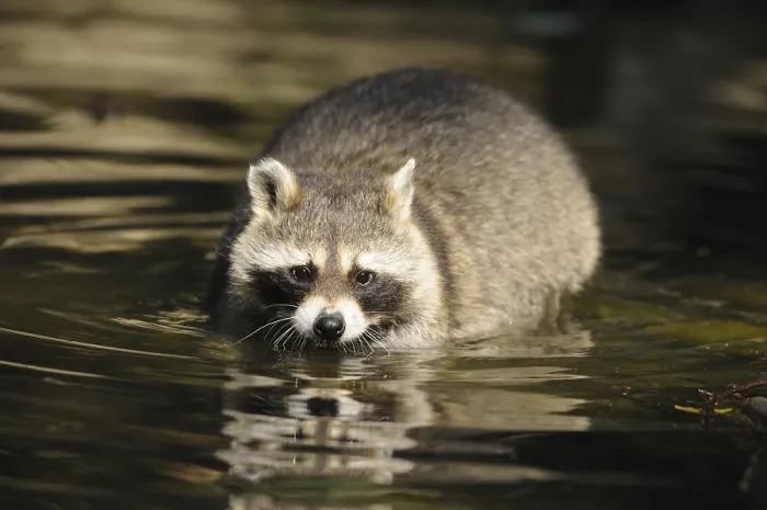 Framed Print : Raccoon in the water, surrounded by peaceful nature Framed Print : Raccoon in the water, surrounded by peaceful nature