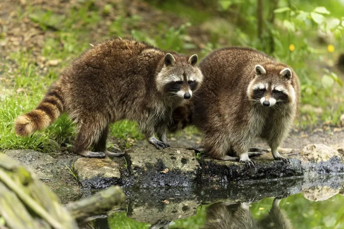 Framed Print : Two raccoons (Procyon lotor)