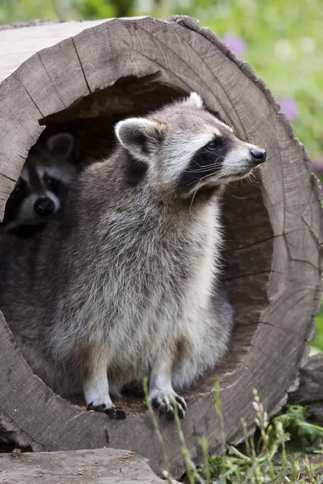 Framed Print : Two Raccoons (Procyon lotor) in a hollow tree trunk in an enclosure