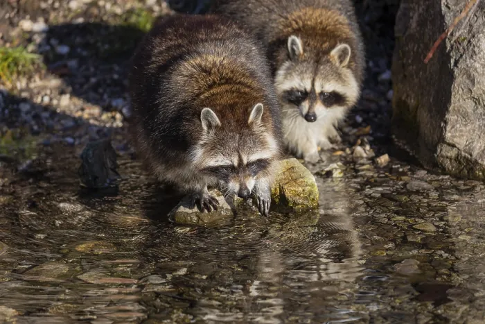 Framed Print : Two Raccoons, Procyon lotor, looking for food between the pebbles in shallow water