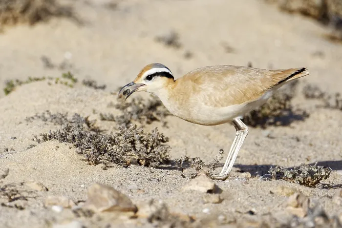 Framed Print : Racing bird (Cursorius cursor) in search of food in the semi-desert Jandia