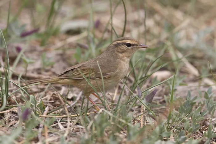 Framed Print : Radde's Warbler (Phylloscopus schwarzi) on ground