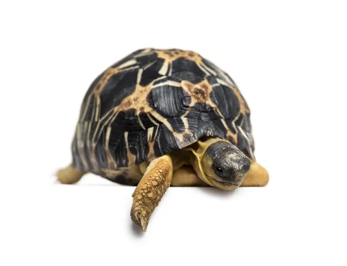 Framed Print : Radiated tortoise, Astrochelys radiata Framed Print : Radiated tortoise, Astrochelys radiata