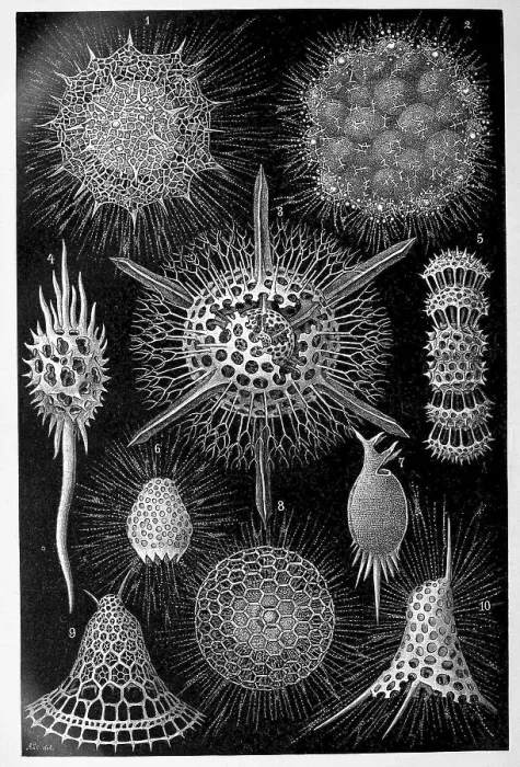 Framed Print : Radiolaria, radiolarians or radiolarians are a group of unicellular organisms with an endoskeleton made of opal