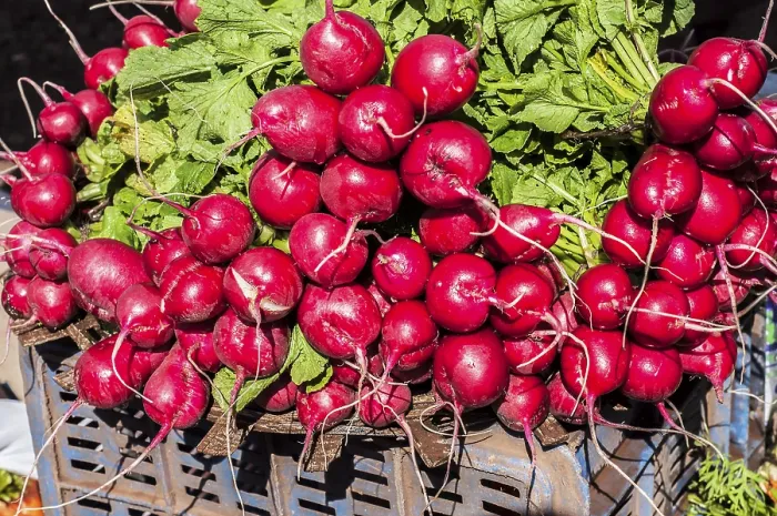 Framed Print : Radish, mahabaleshwar, wai, maharashtra
