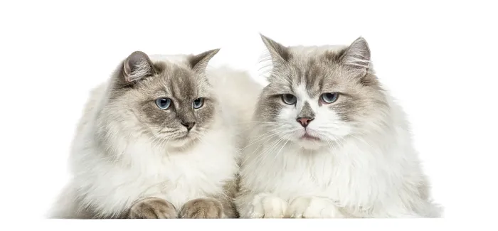 Framed Print : Two Ragdoll lying, 2 years old, isolated on white Framed Print : Two Ragdoll lying, 2 years old, isolated on white