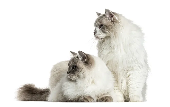 Framed Print : Two ragdolls sitting and lying, isolated on white