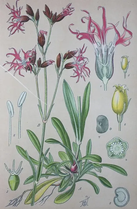 Framed Print : Ragged Robin (Lychnis flos-cuculi)