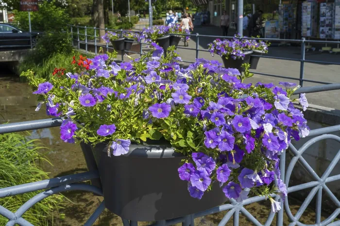 Framed Print : Railing with flower boxes by the river Lippe