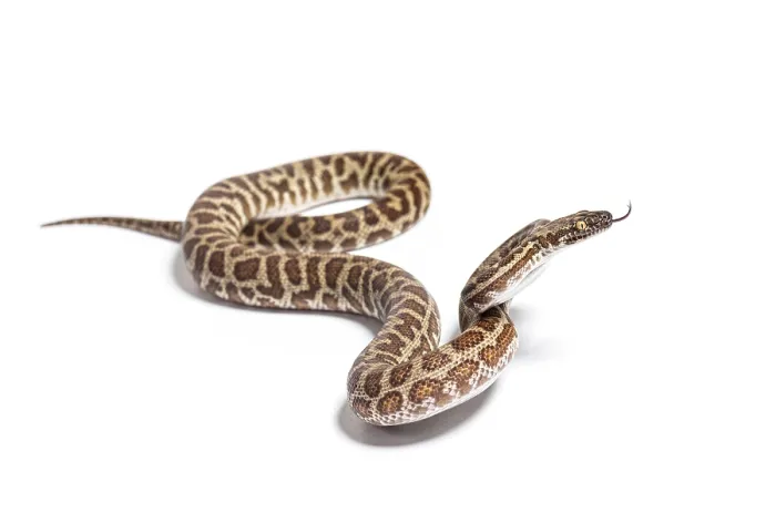 Framed Print : Rainbow boa sniffing tongue out Framed Print : Rainbow boa sniffing tongue out