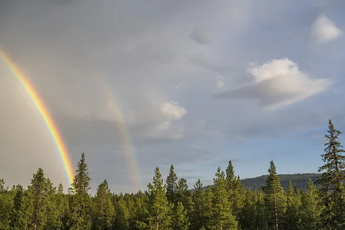Framed Print : Rainbow over boreal coniferous forest