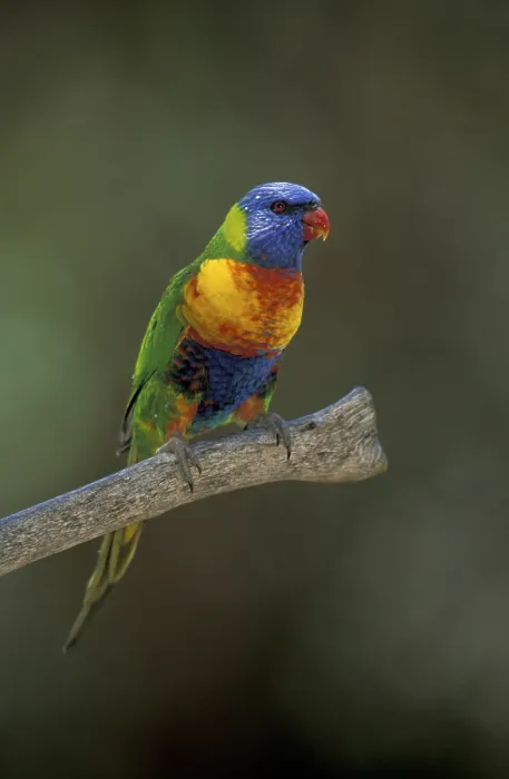 Framed Print : Rainbow Lorikeet (Trichoglossus haematodus)