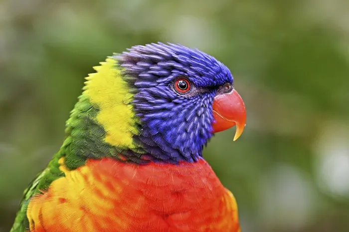 Framed Print : Rainbow Lorikeet (Trichoglossus haematodus)