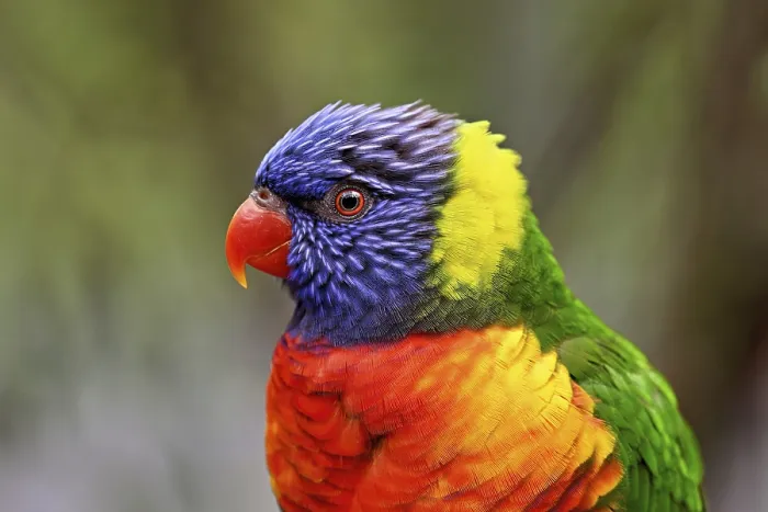 Framed Print : Rainbow Lorikeet (Trichoglossus haematodus)
