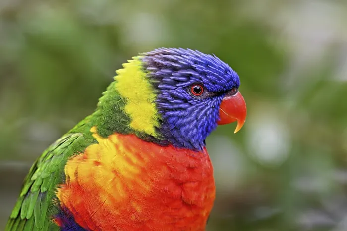 Framed Print : Rainbow Lorikeet (Trichoglossus haematodus)