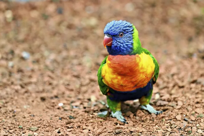 Framed Print : Rainbow Lorikeet (Trichoglossus haematodus) Framed Print : Rainbow Lorikeet (Trichoglossus haematodus)