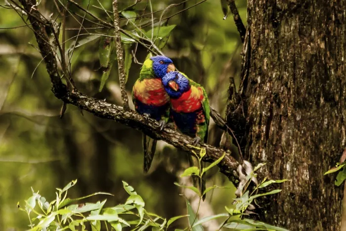 Framed Print : Rainbow Lorikeet (Trichoglossus haematodus) Australia