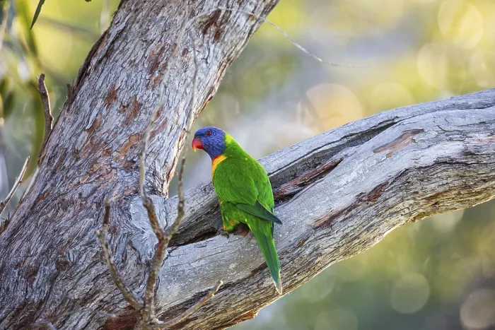 Framed Print : Rainbow Lorikeet (Trichoglossus moluccanus)