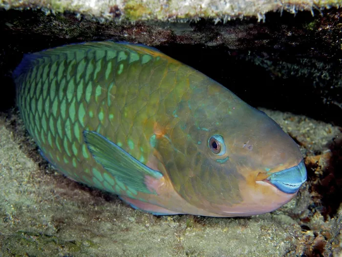 Framed Print : Rainbow Parrotfish (Scarus guacamaia)