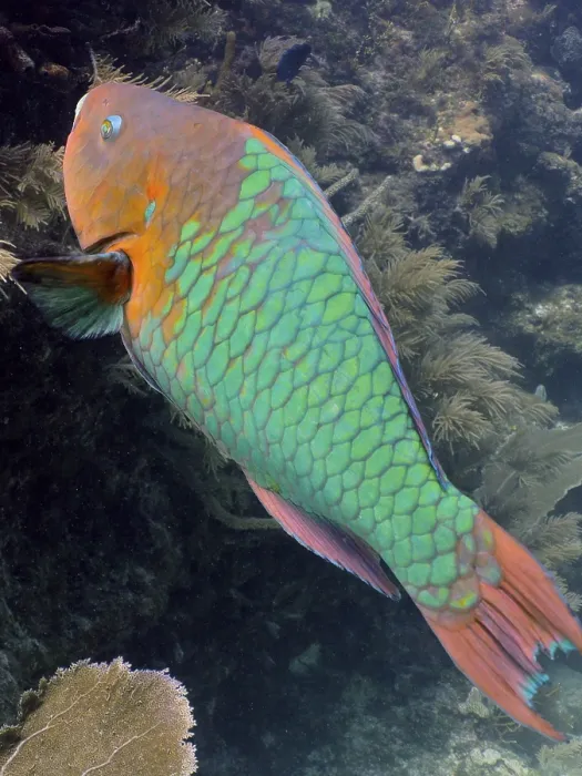 Framed Print : Rainbow parrotfish (Scarus guacamaia) Framed Print : Rainbow parrotfish (Scarus guacamaia)