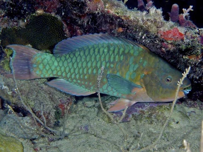 Framed Print : Rainbow parrotfish (Scarus guacamaia) resting on the seabed at night