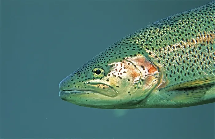 Framed Print : Rainbow Trout (Oncorhynchus mykiss)