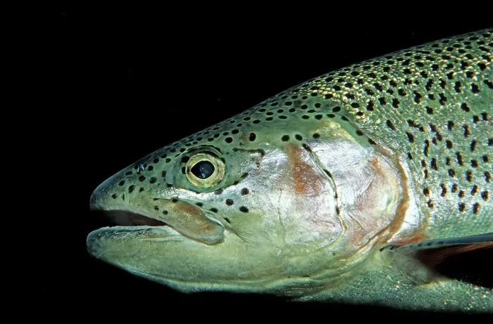 Framed Print : Rainbow Trout (Oncorhynchus mykiss)