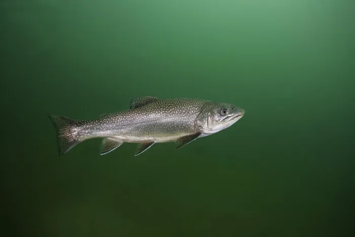 Framed Print : Rainbow trout (Oncorhynchus mykiss) Framed Print : Rainbow trout (Oncorhynchus mykiss)