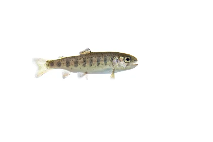 Framed Print : Rainbow trout (Oncorhynchus mykiss)
