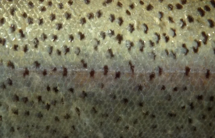 Framed Print : Rainbow Trout, skin with scales