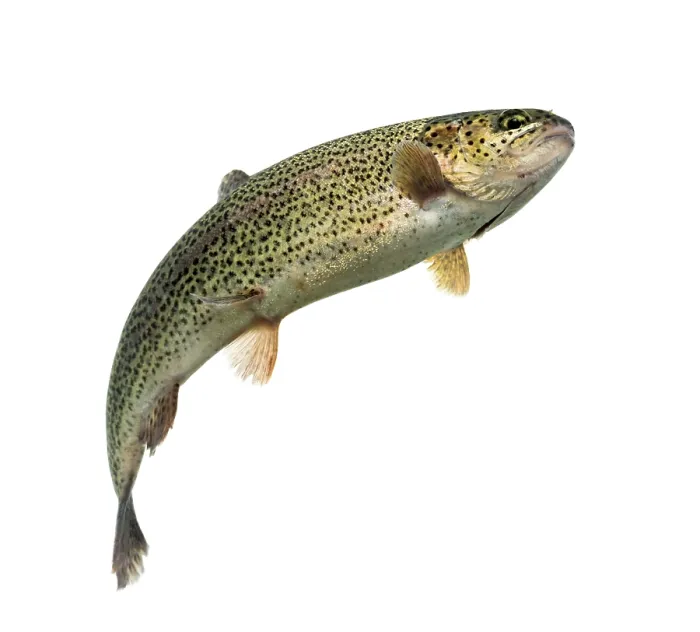 Framed Print : Rainbow trout swimming, isolated on white