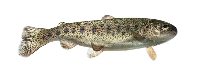Framed Print : Rainbow trout swimming, isolated on white Framed Print : Rainbow trout swimming, isolated on white