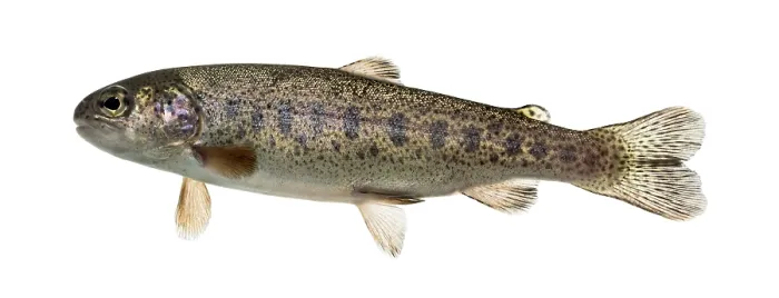 Framed Print : Rainbow trout swimming, isolated on white