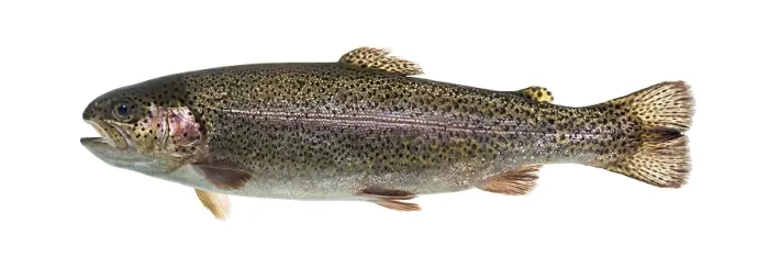 Framed Print : Rainbow trout swimming, isolated on white