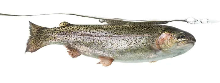 Framed Print : Rainbow trout swimming under water line Framed Print : Rainbow trout swimming under water line