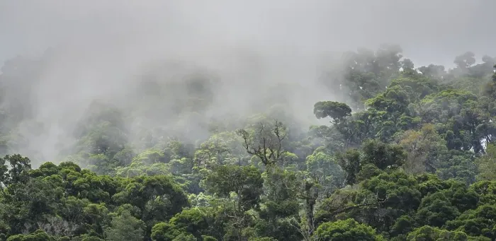 Framed Print : Rainforest with fog, San Gerardo de Dota Framed Print : Rainforest with fog, San Gerardo de Dota