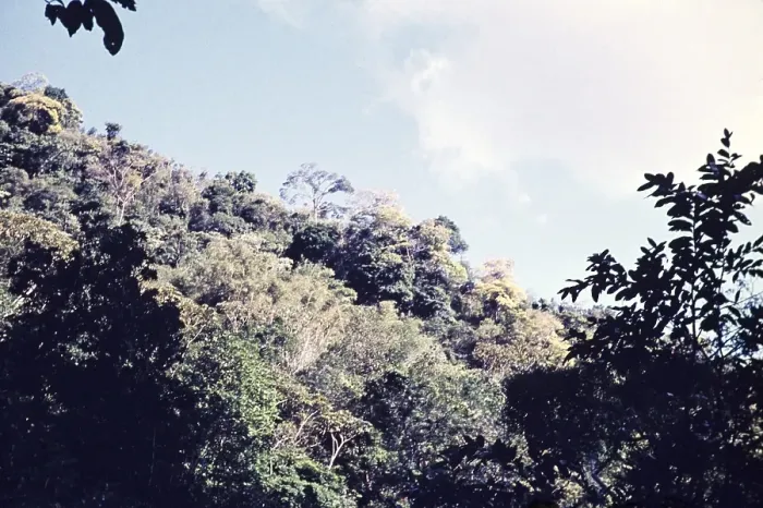 Framed Print : Rainforest trees on hillside in St Ann's valley, trinidad c 1962 emergent trees above forest canopy Framed Print : Rainforest trees on hillside in St Ann's valley, trinidad c 1962 emergent trees above forest canopy
